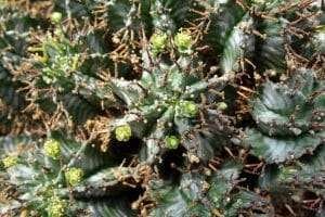 Growing Euphorbia Horrida Plant America