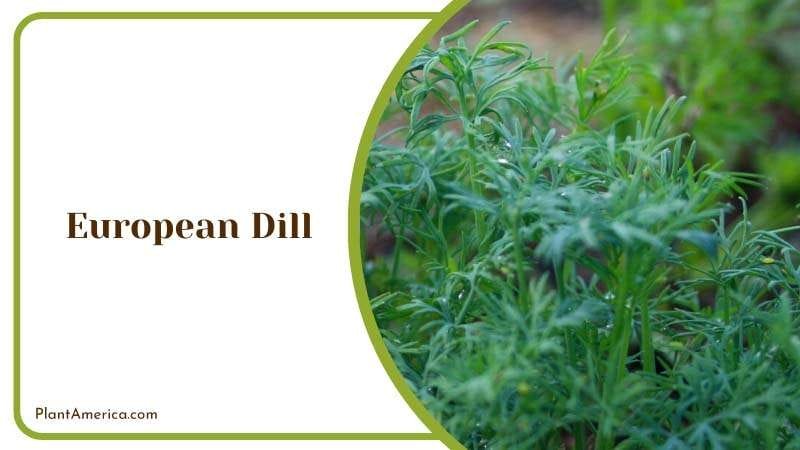 Growing European Dill PlantAmerica