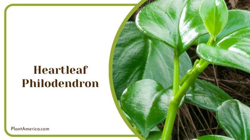 Growing Heartleaf Philodendron Plants Plant America