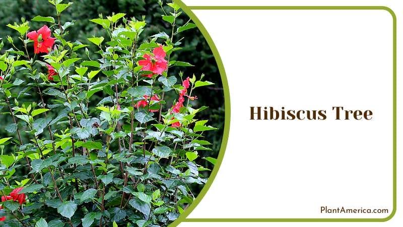Growing Hibiscus Tree in Garden Plant America