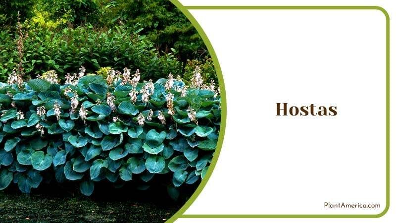 Growing Hostas in Garden Plant America