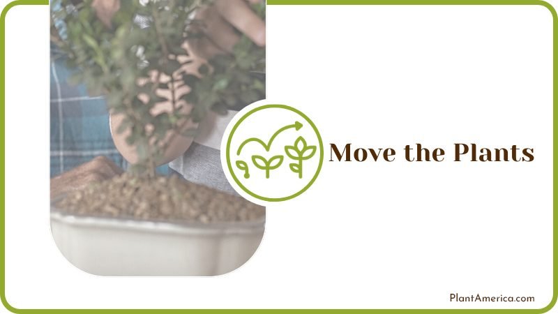 Growing Indoor Plants Plant America