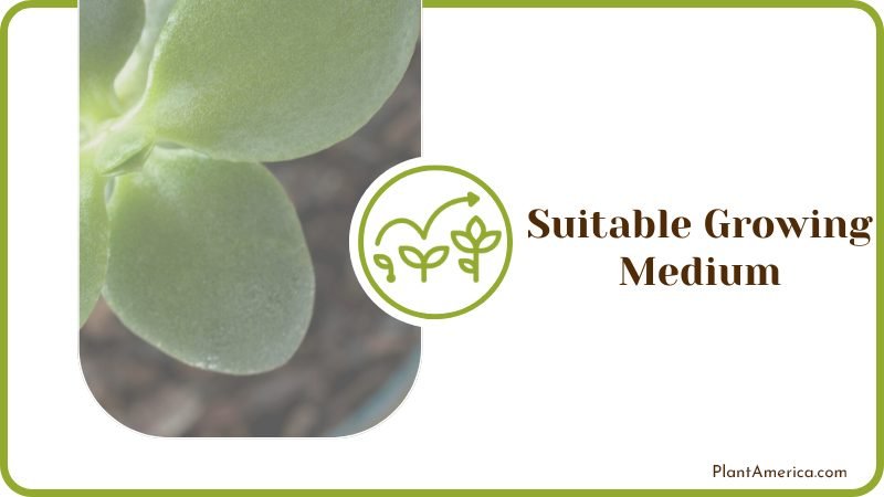 Growing Jade Plants Outdoors Plant America