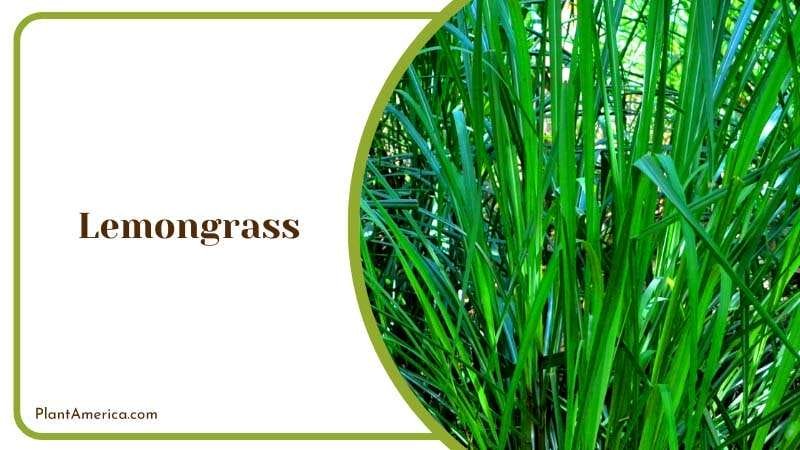 Growing Lemongrass Outside PlantAmerica
