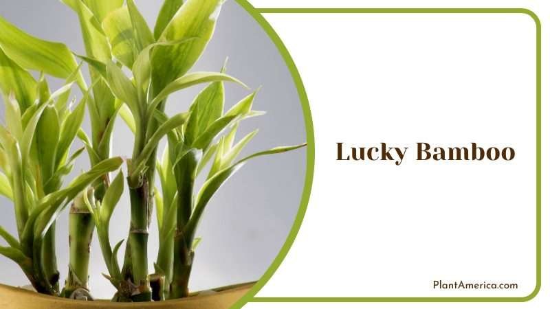 Growing Lucky Bamboo in Bathroom Plant America Growing Lucky Bamboo in Bathroom Plant America