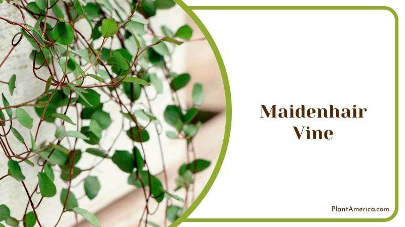 Growing Maidenhair Vine Plants in House Plant America