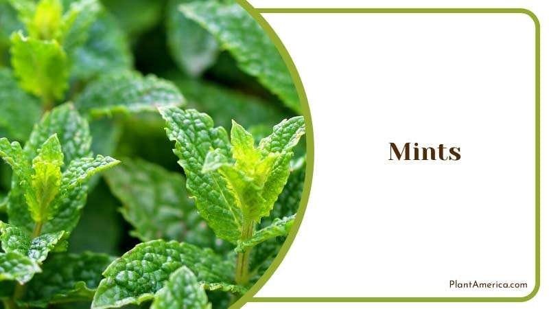Growing Mints on Pot PlantAmerica Growing Mints on Pot PlantAmerica