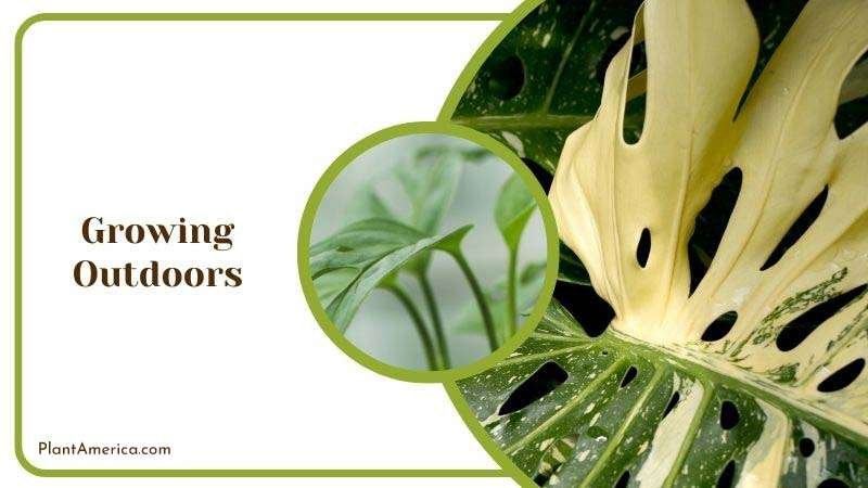 Muhamed Focus on details Image Growing Outdoors