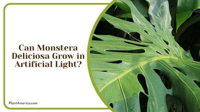 Growing Monstera in Artificial Light ~ PlantAmerica