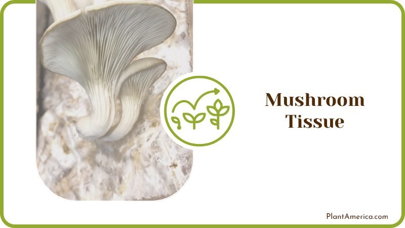 Growing Mushrooms from Spores Plant America Growing Mushrooms from Spores Plant America