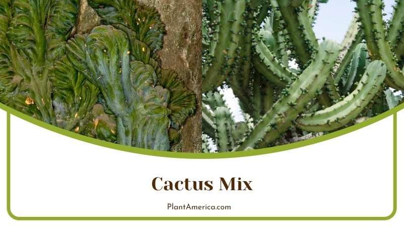 Growing Myrtillocactus Geometrizans Plant America