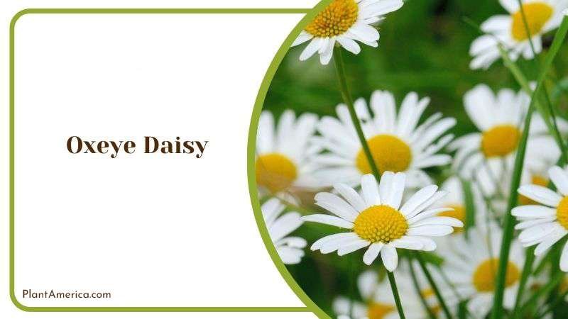 Growing Oxeye Daisy Indoor Plant America