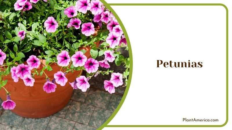 Growing Petunias Plant in a Pot Plant America