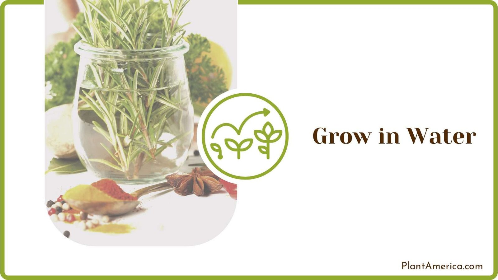 Growing Plants in Water PlantAmerica