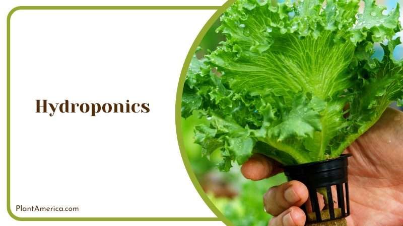 Growing Plants without Soil Growing Plants without Soil