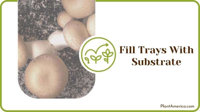 Growing Portobello Mushrooms With a Growing Kit Plant America Growing Portobello Mushrooms With a Growing Kit Plant America