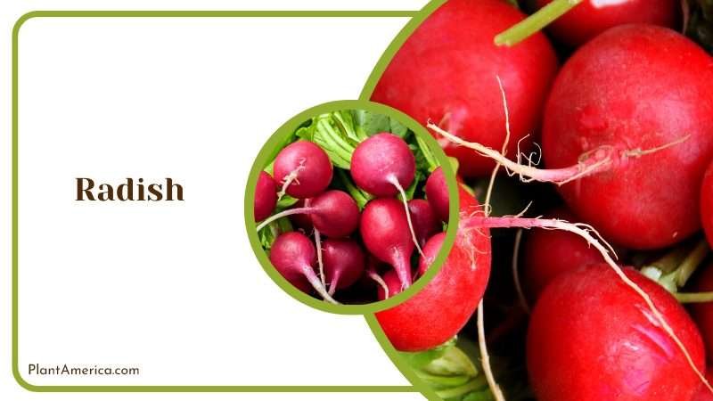 Growing Radishes in Field Plant America