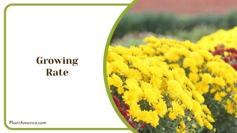 Growing Rate Plantamerica