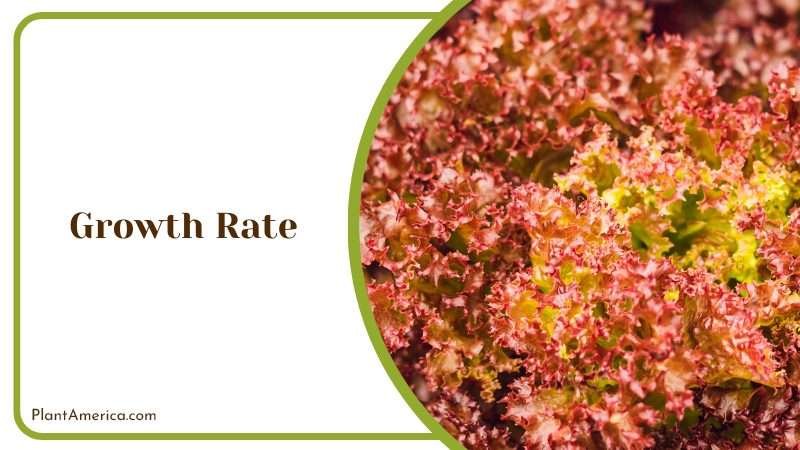 Growing Red Oak Trees Plant America