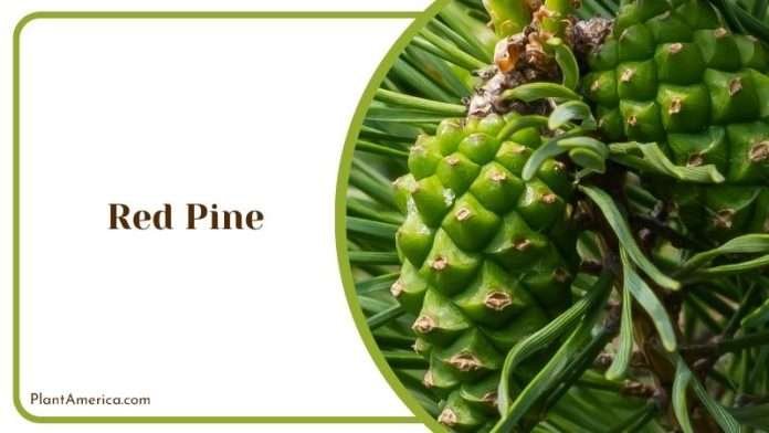 7 Types of Pine Trees in Colorado to Uplift Your Garden - Plant America