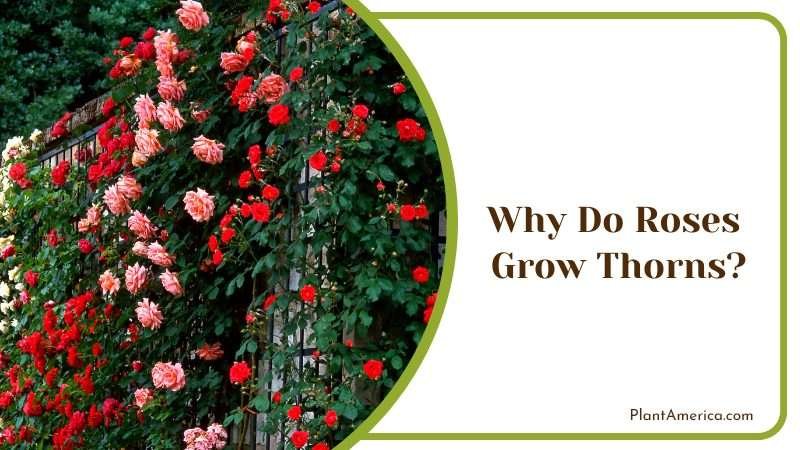 Growing Rose in a Garden PlantAmerica