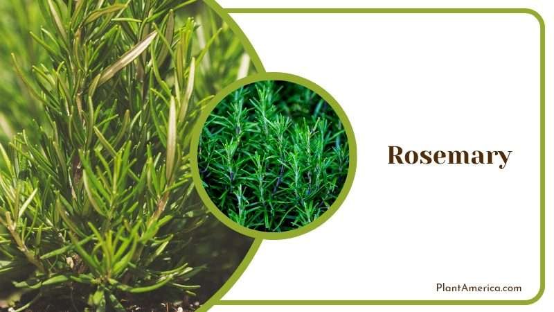 Growing Rosemary Plants PlantAmerica