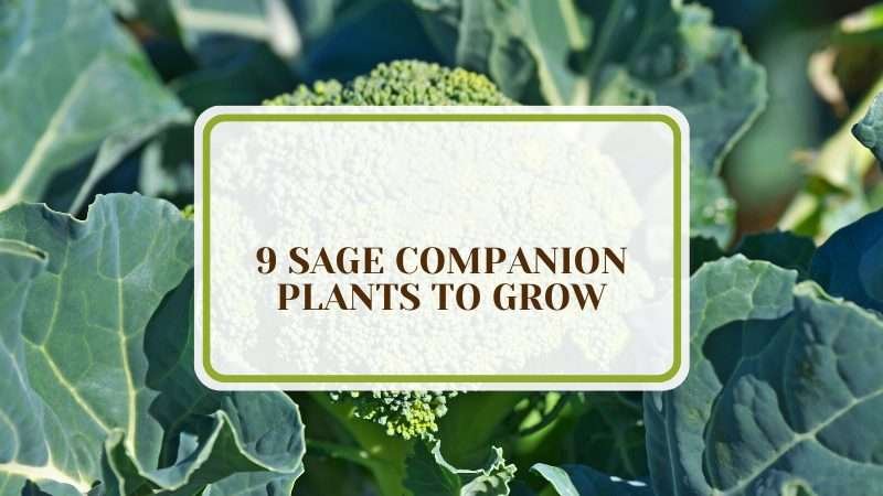Growing Sage Companion Plants Plant America 9 Sage Companion Plants To Grow in Your Garden