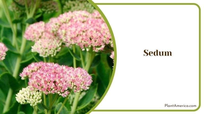 Growing Sedum Plant with Red Yucca Plant America