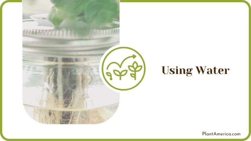 Growing Seeds Using Water Plant America