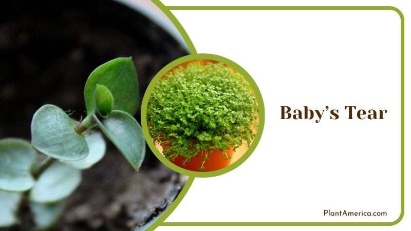 Growing Small Baby Tear Plant Plant America Growing Small Baby Tear Plant Plant America