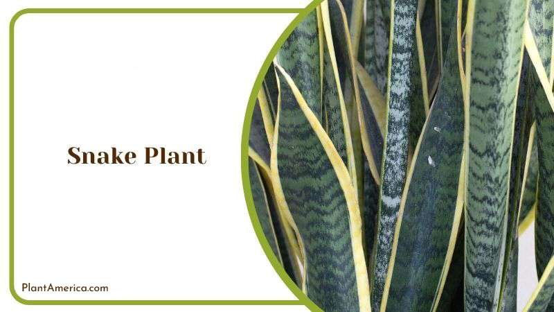 Growing Snake Plant Beside Window Plant America Growing Snake Plant Beside Window Plant America