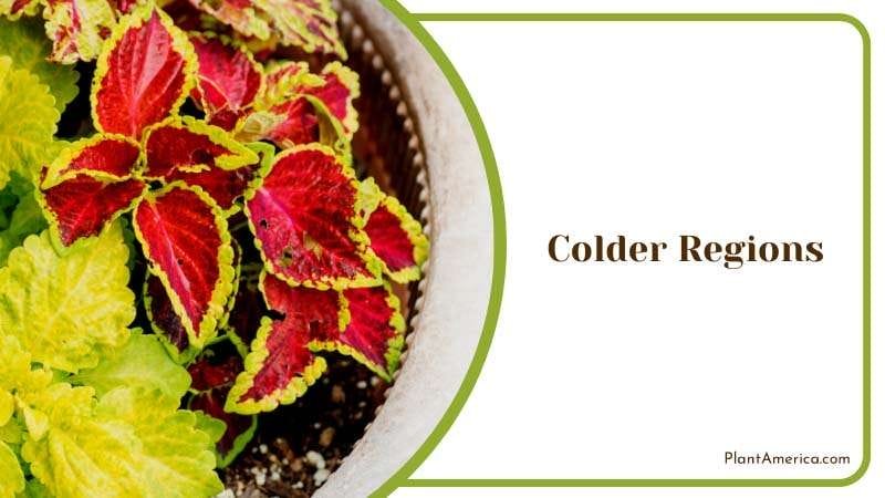 Growing Vining Cucumbers Plant America