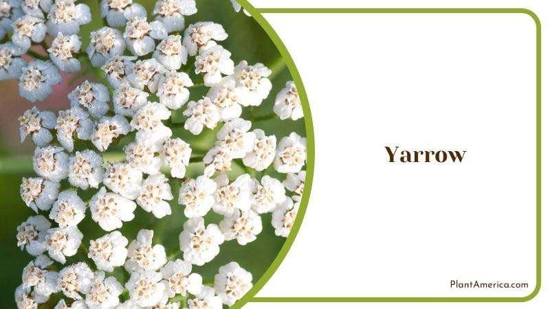 Growing Yarrow with Lamb s Ear Plant