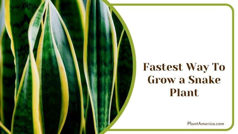 Growing a Snake Plant PlantAmerica Growing a Snake Plant PlantAmerica