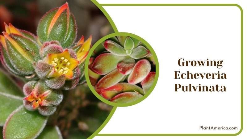 Growing of Echeveria Pulvinata Plant America