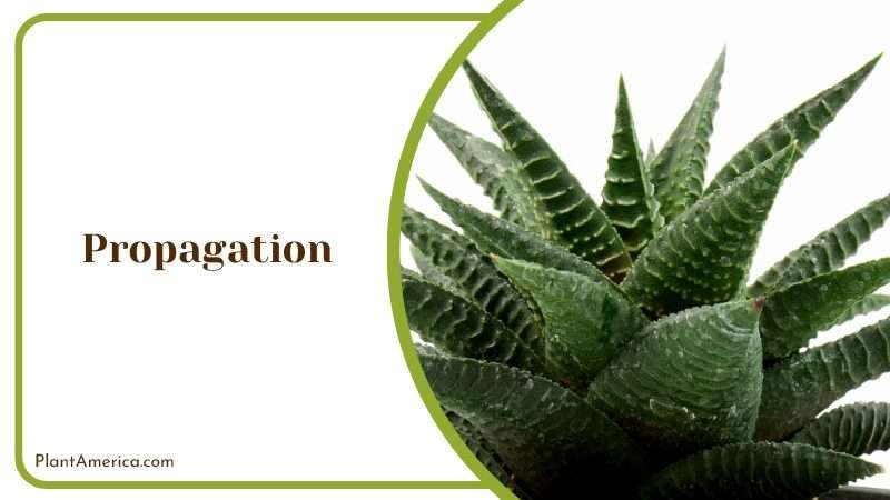 Growing of Haworthia Limifolia Plant America