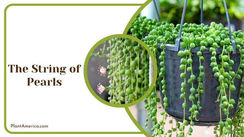 Growing the String of Pearls in a Hanging Pot Plant America