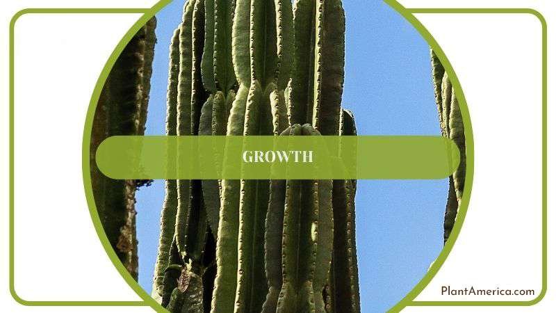 Growth of Cereus Jamacaru Plant Plant America