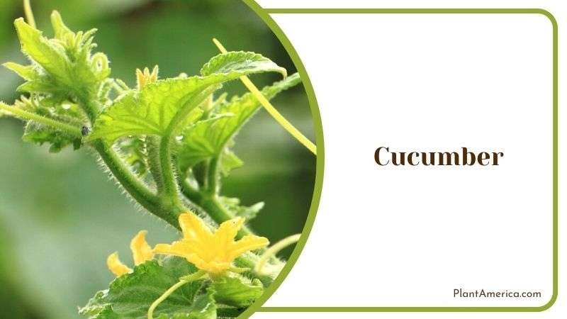 Growth of Cucumber Plant Plant America