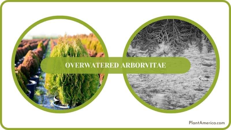 Guide for Overwatered Arborvitae Plant America