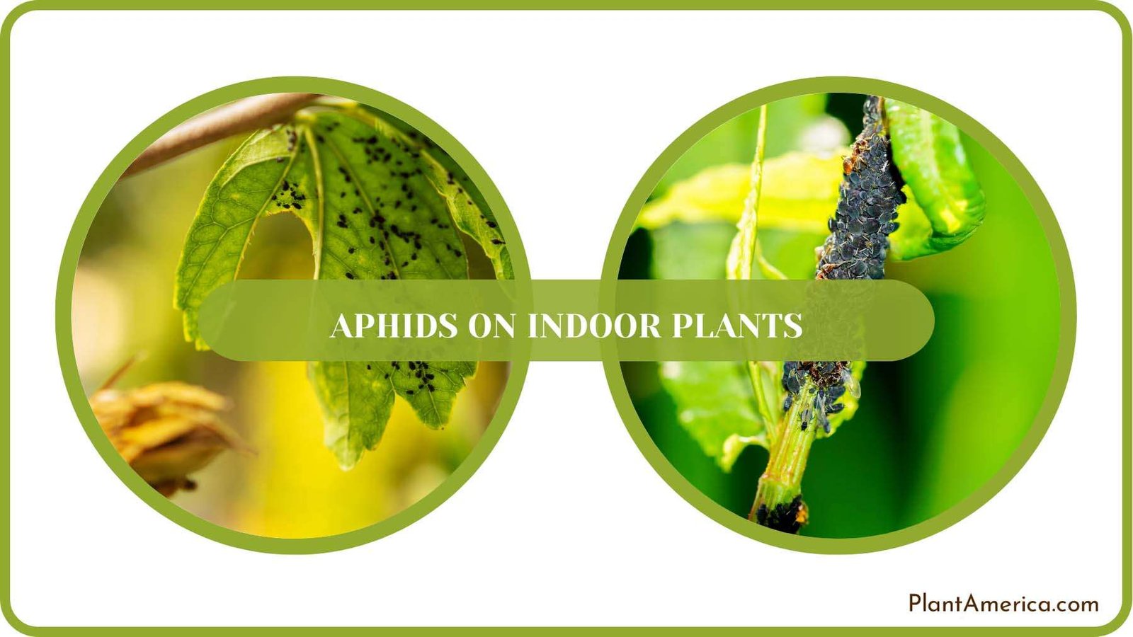 Guide for Saving Indoor Plants Plant America