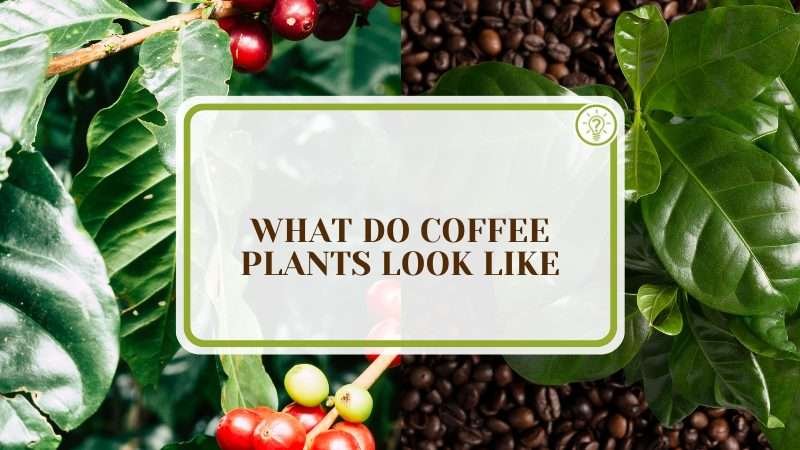 Guide of Beautiful Coffee Plants Plant America What Do Coffee Plants Look Like? A Comprehensive Guide