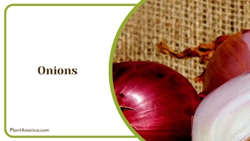 Guide on How to Grow Onions Plant America