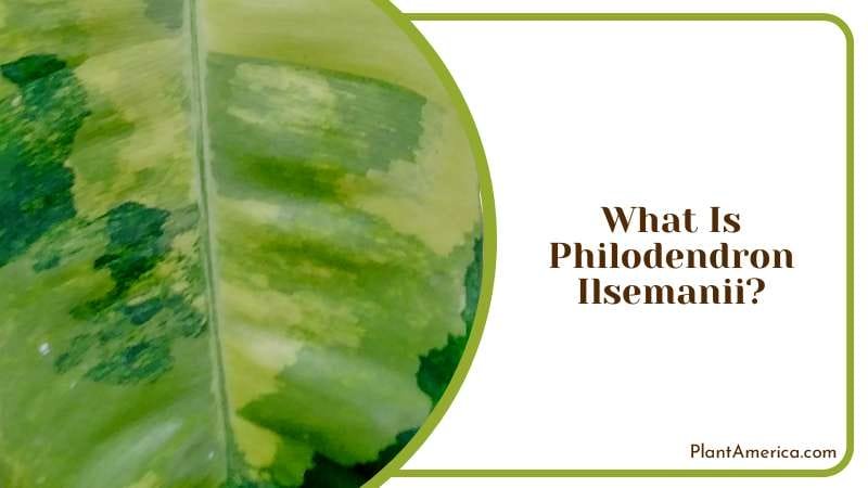 Guide to Easy Grow the Indoor Plant Plant America