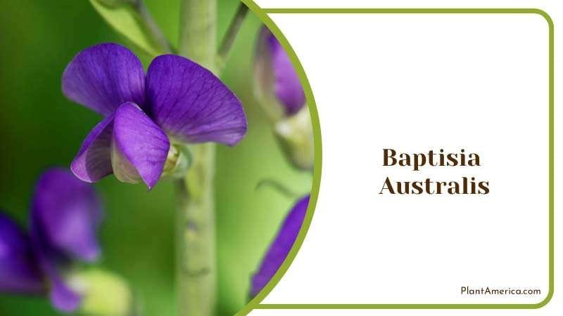 Guide to Growing Baptisia Australis Plant America