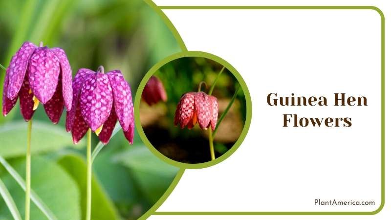 Guinea Hen Flowers in Nature Plant America