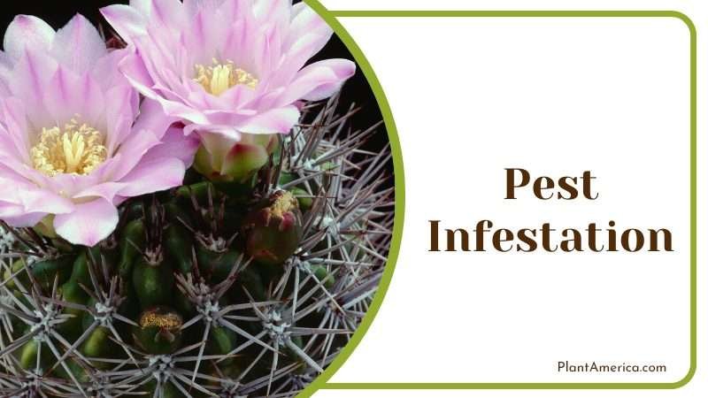 Gymnocalycium friedrichii care guide Plant America Gymnocalycium friedrichii care guide Plant America