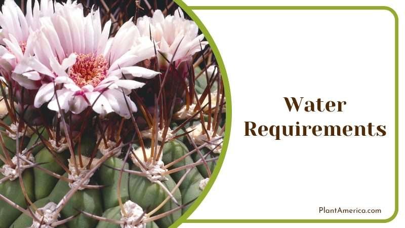 Gymnocalycium friedrichii plant Plant America Gymnocalycium friedrichii plant Plant America