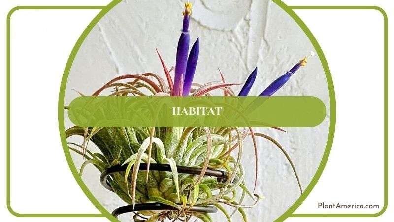 Habitat of Tillandsia Recurvata Plant America Habitat of Tillandsia Recurvata Plant America