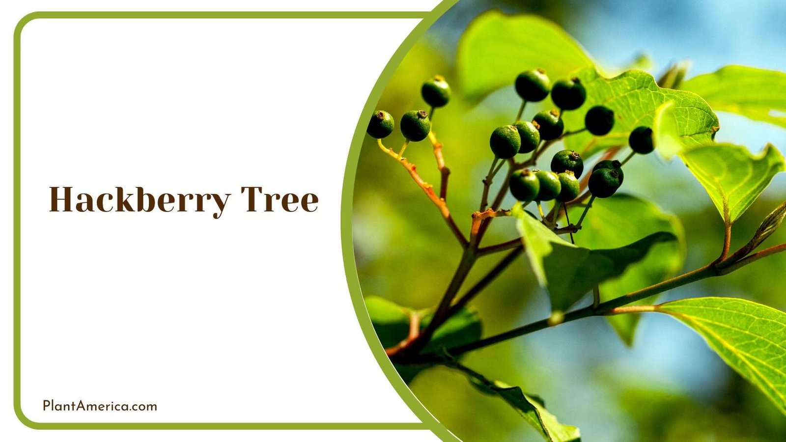 Hackberry Tree Plant America
